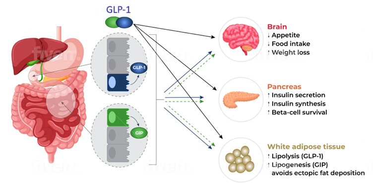 GLP-1-2